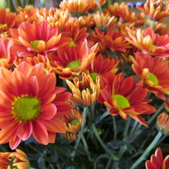 Chrysanthemum Bloom College