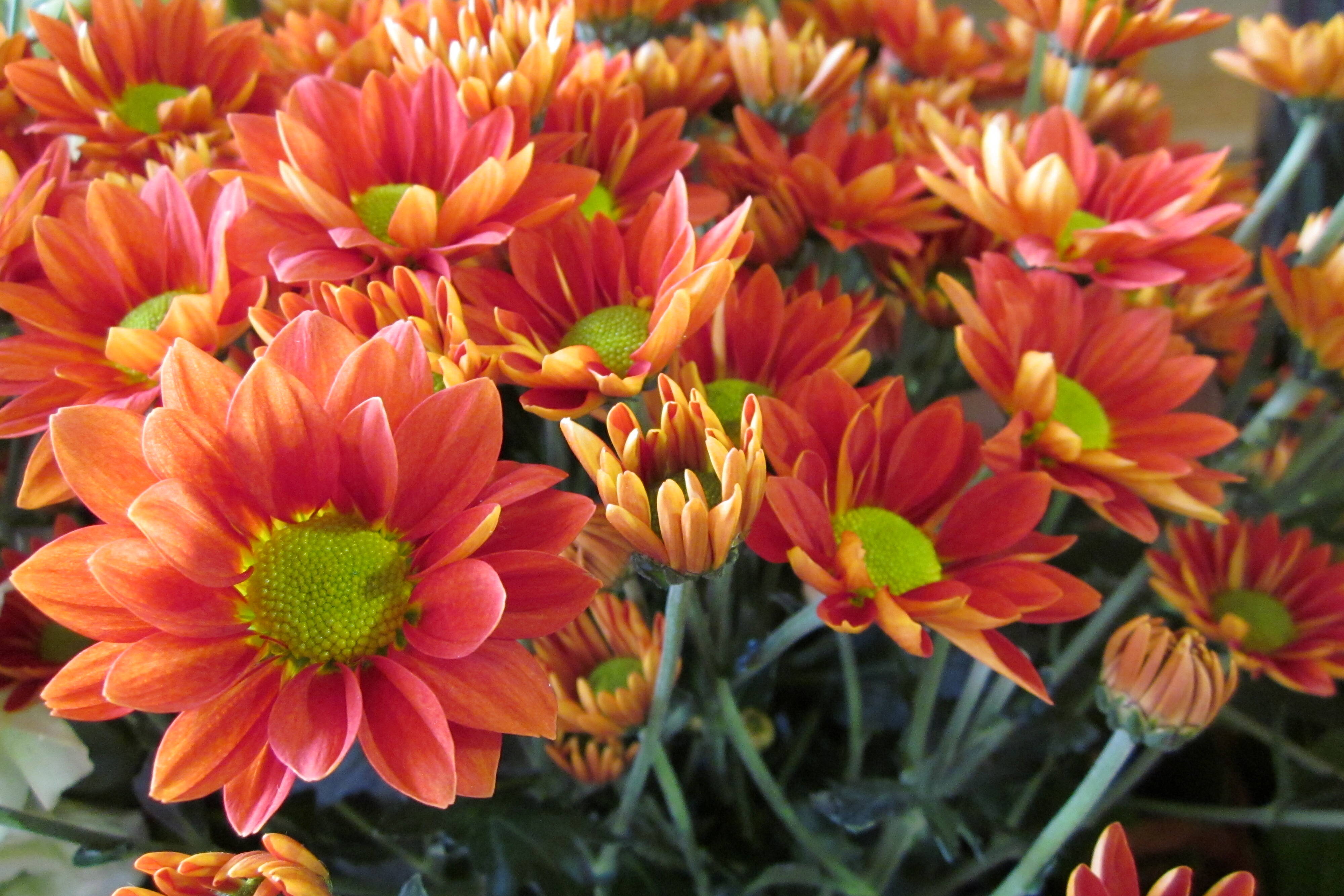 Chrysanthemum Bloom College
