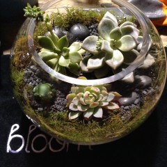 terrarium bloom college