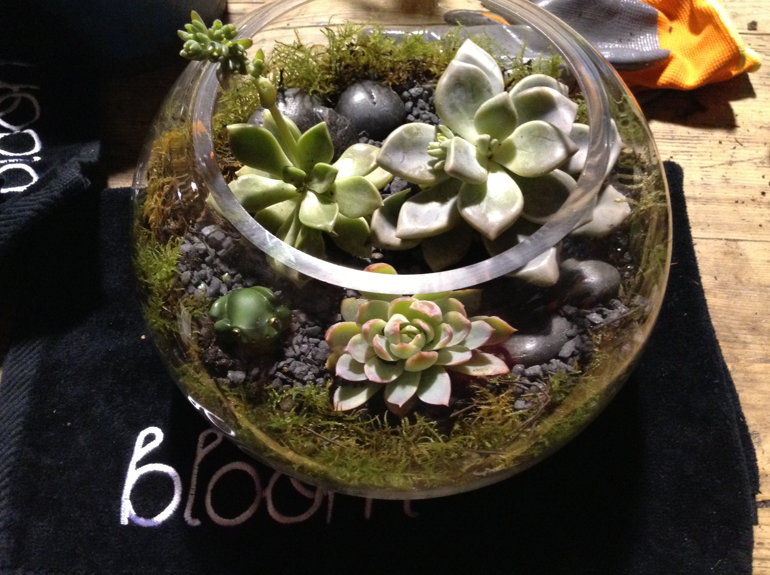 terrarium bloom college