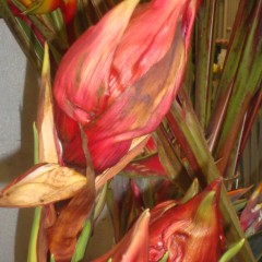 gymea flower bloom college