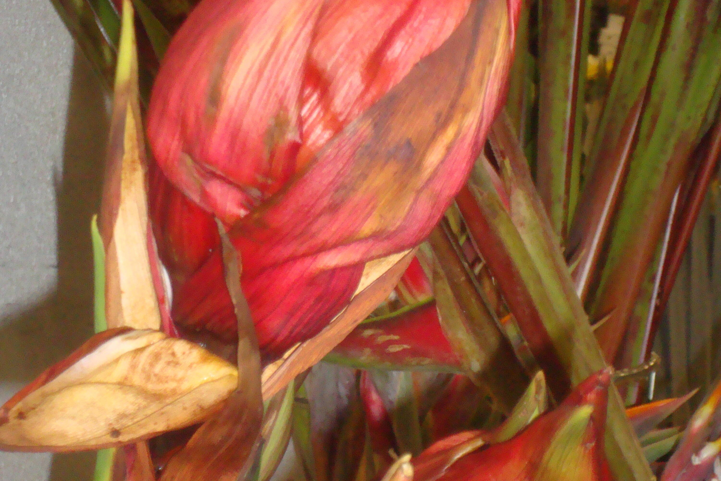 gymea flower bloom college