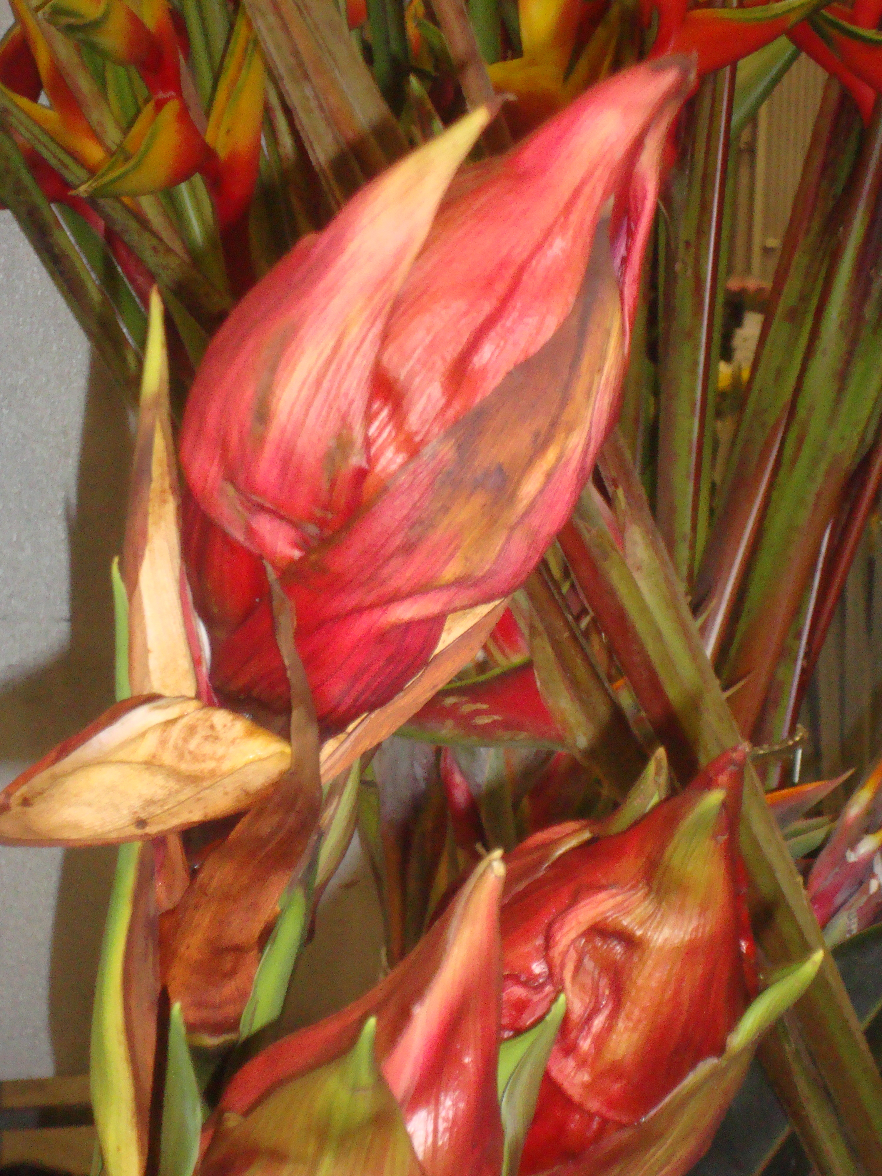 gymea flower bloom college