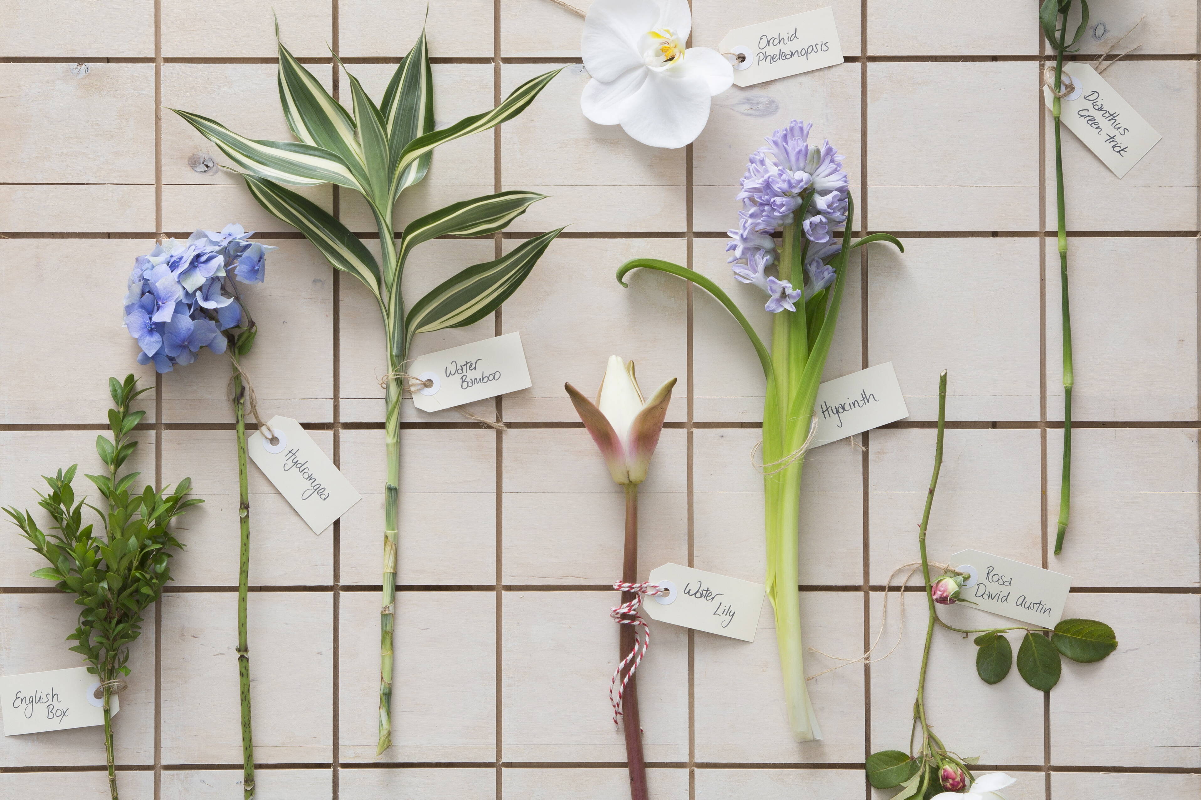 flower stems bloom college hydrangea, orchid, hyacinth, david austin rose, water lily, english box, water bamboo, green trick carnation