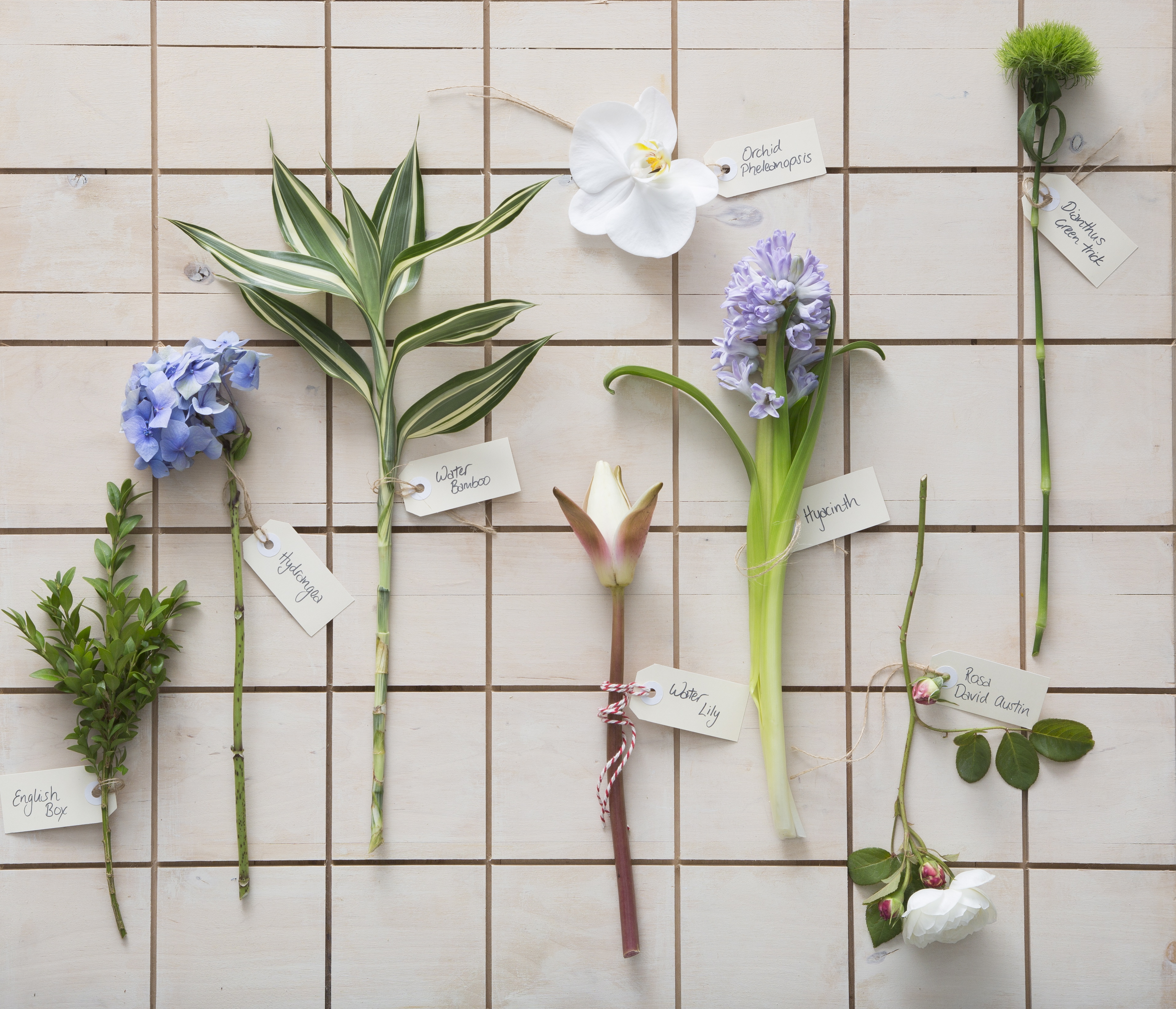 flower stems bloom college hydrangea, orchid, hyacinth, david austin rose, water lily, english box, water bamboo, green trick carnation