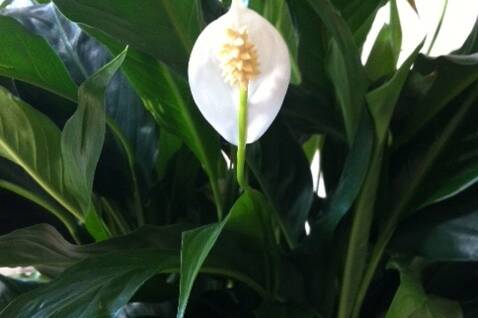 Peace lily Bloom College