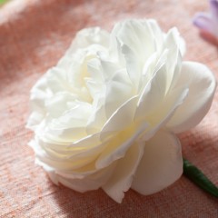Bloom College rose