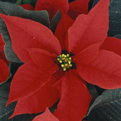 Bloom College Christmas Flowers