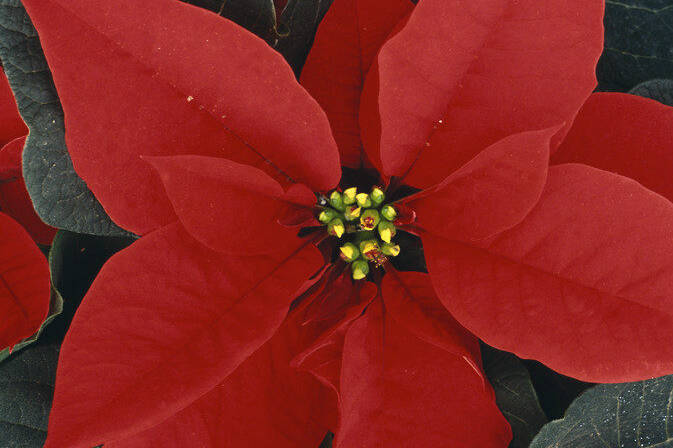 Bloom College Christmas Flowers