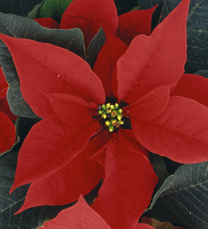 Bloom College Christmas Flowers