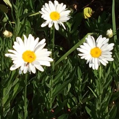bloom college daisy bee