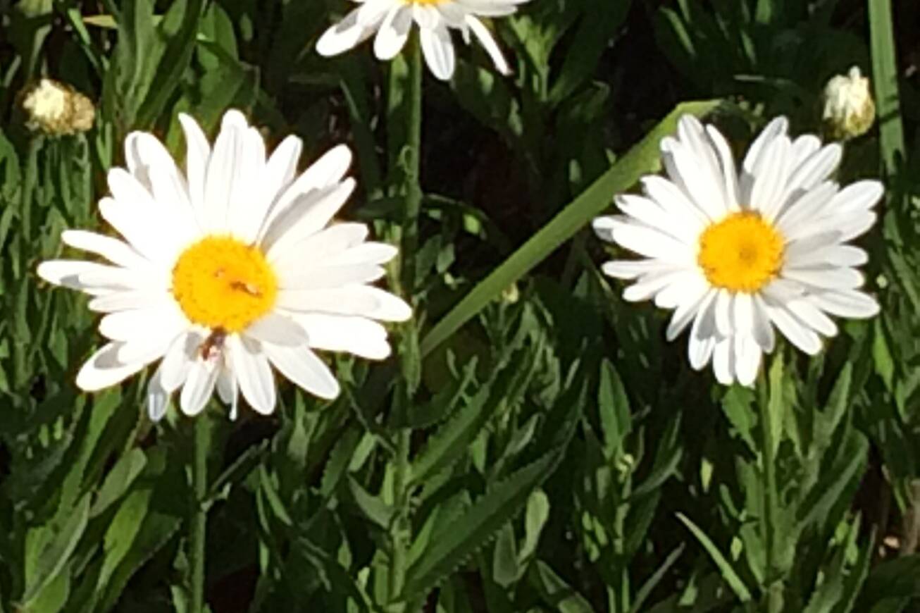 bloom college daisy bee