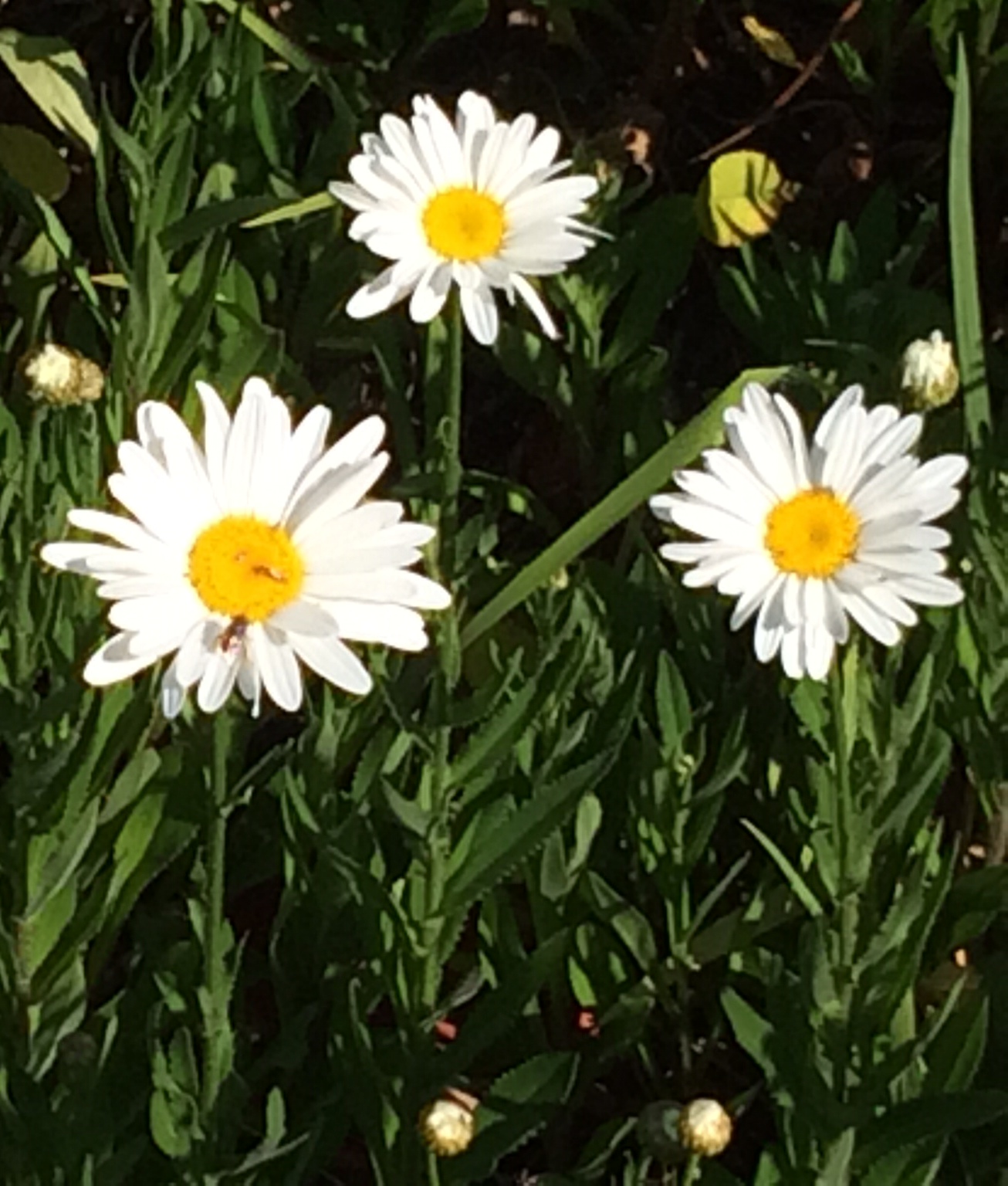 bloom college daisy bee