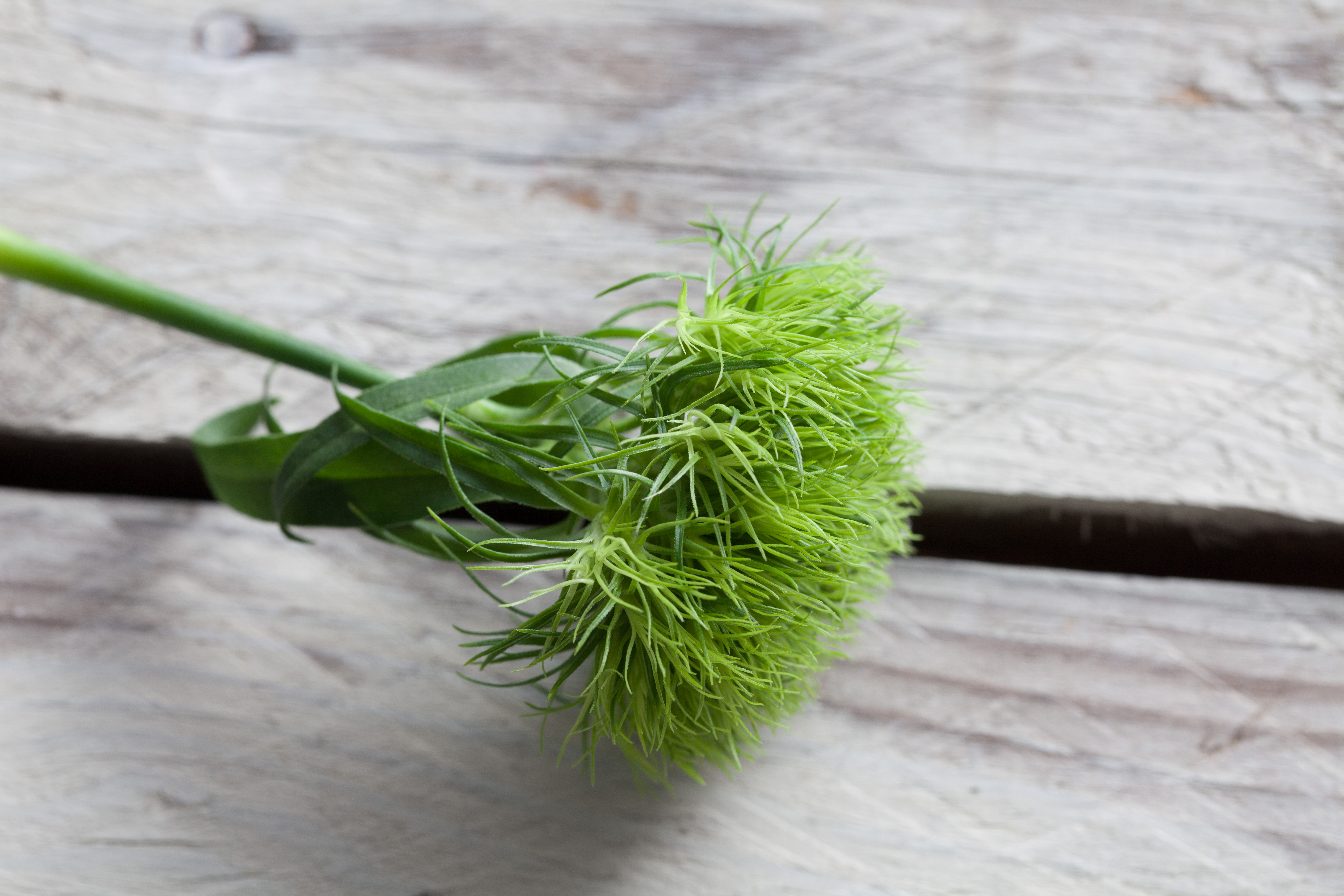 design element shape floristry