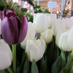 Bloom College tulips