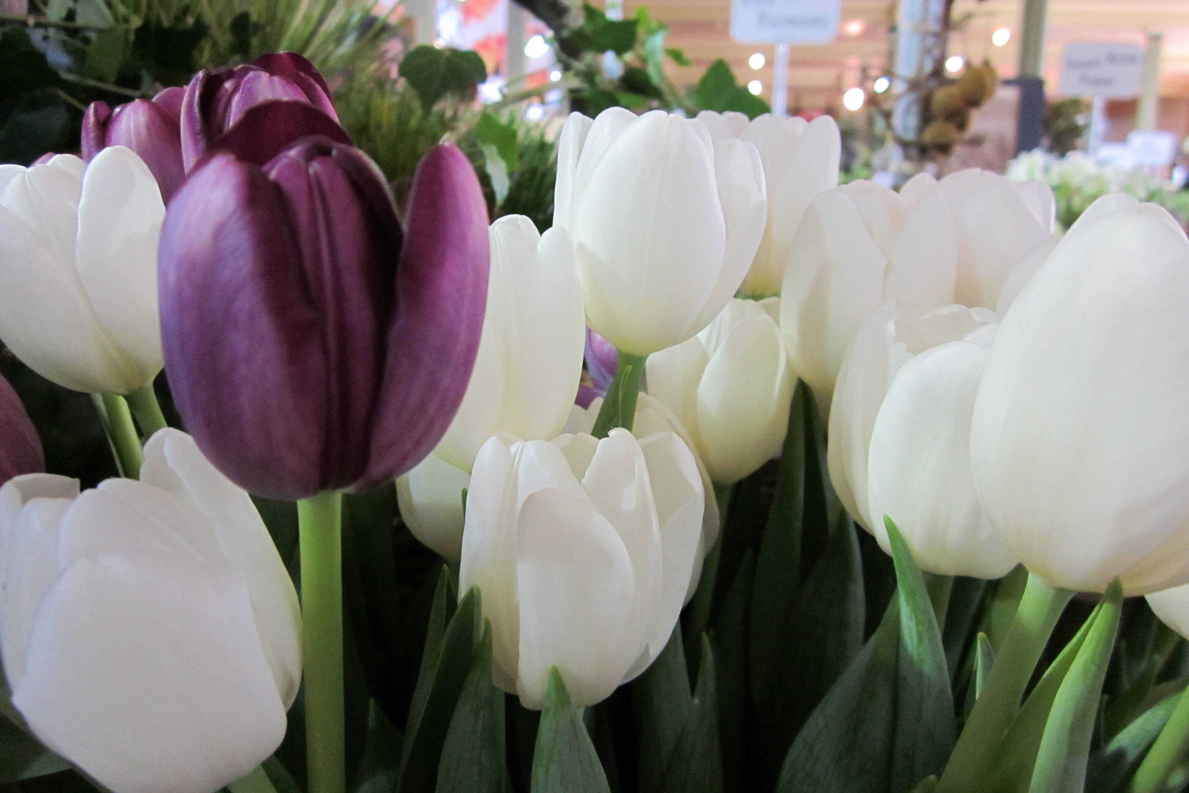 Bloom College tulips