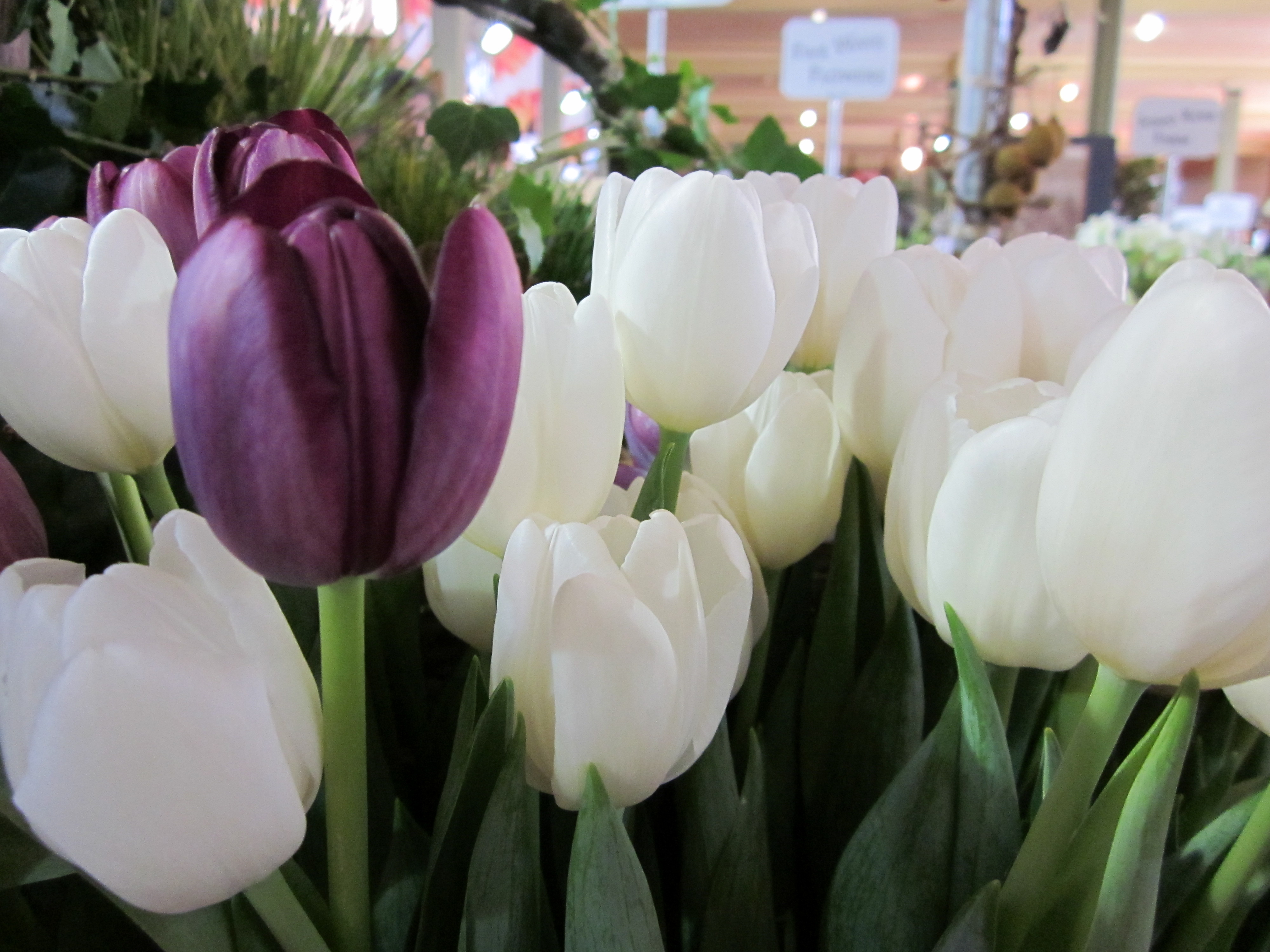 Bloom College tulips