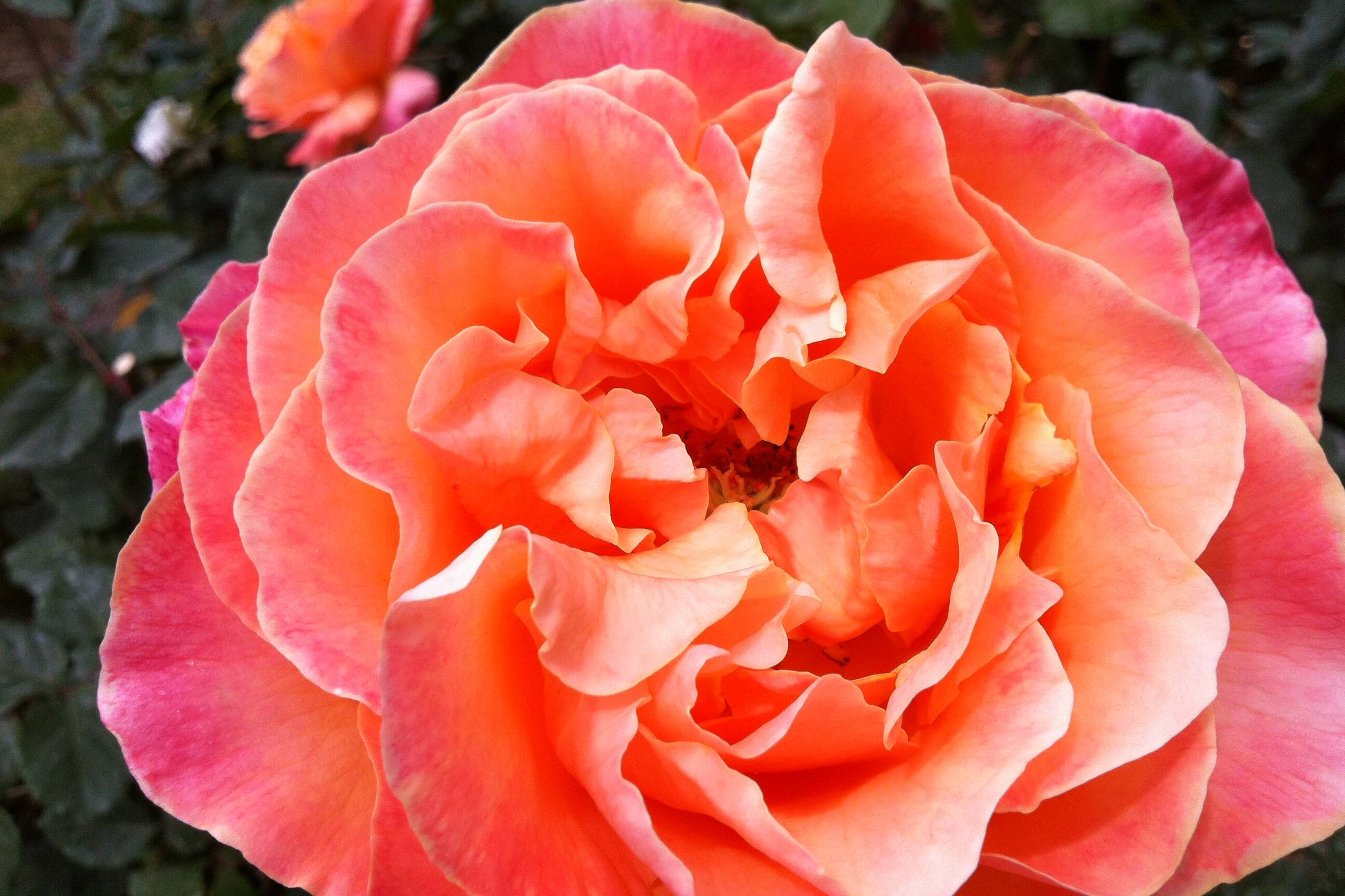 learn how to make bouquets