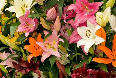 flower design school