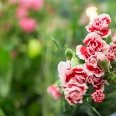 flower course
