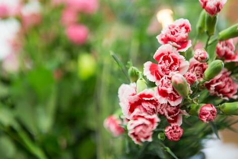 flower course