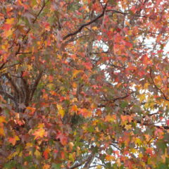autumn and wind