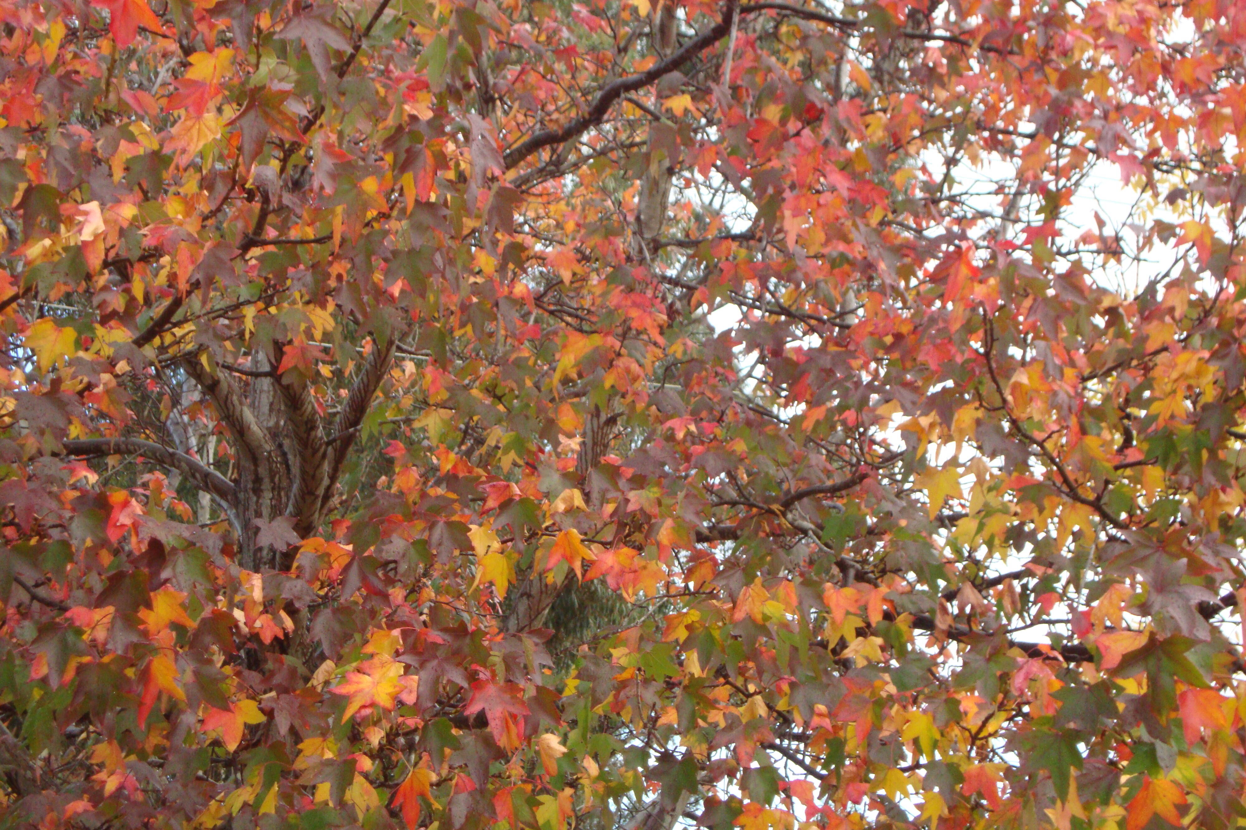 autumn and wind