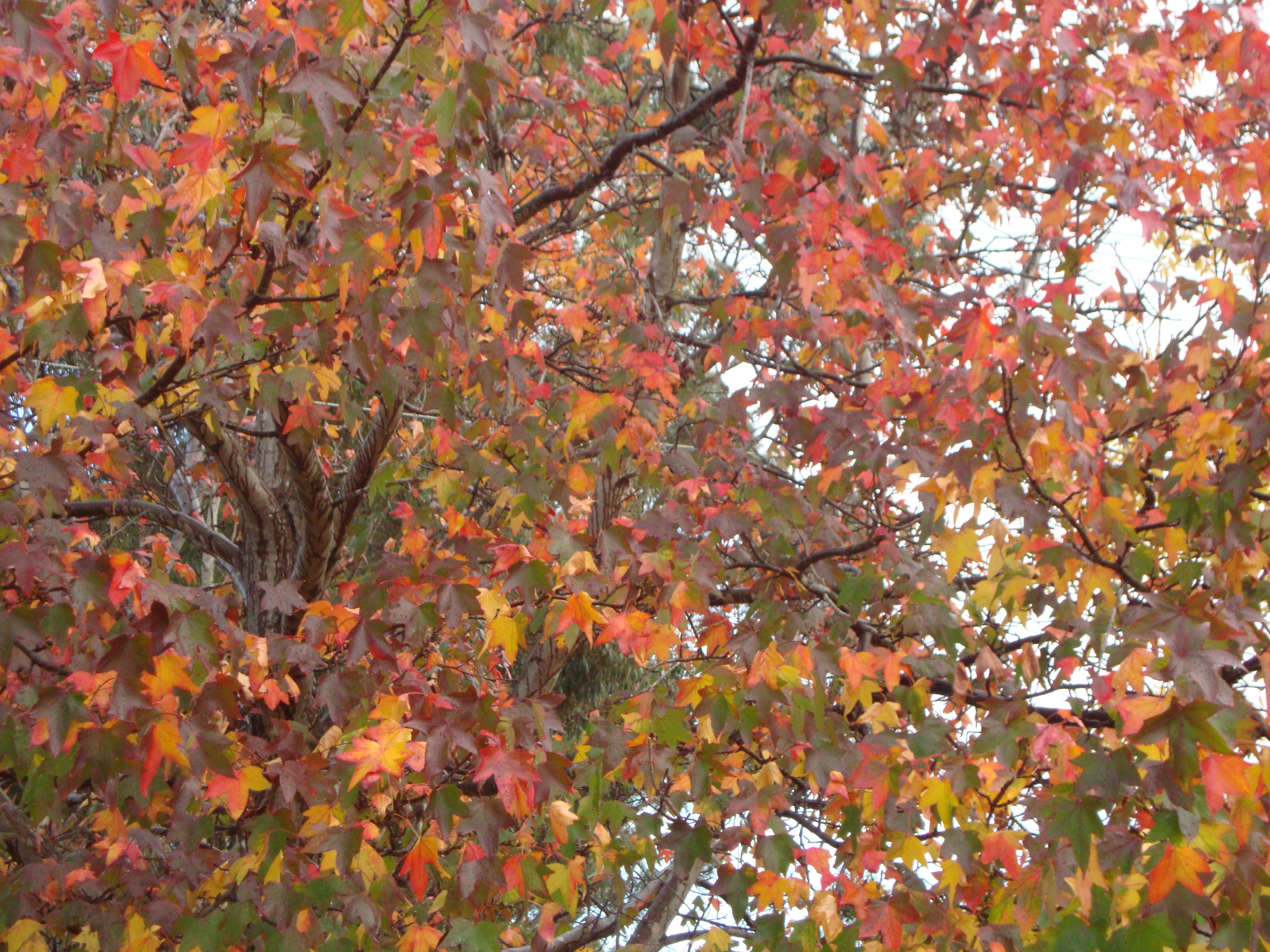 autumn and wind