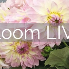 flower school melbourne geelong