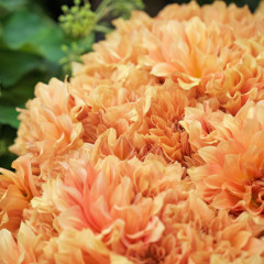 flower workshops geelong