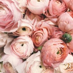 Pink Ranunculi