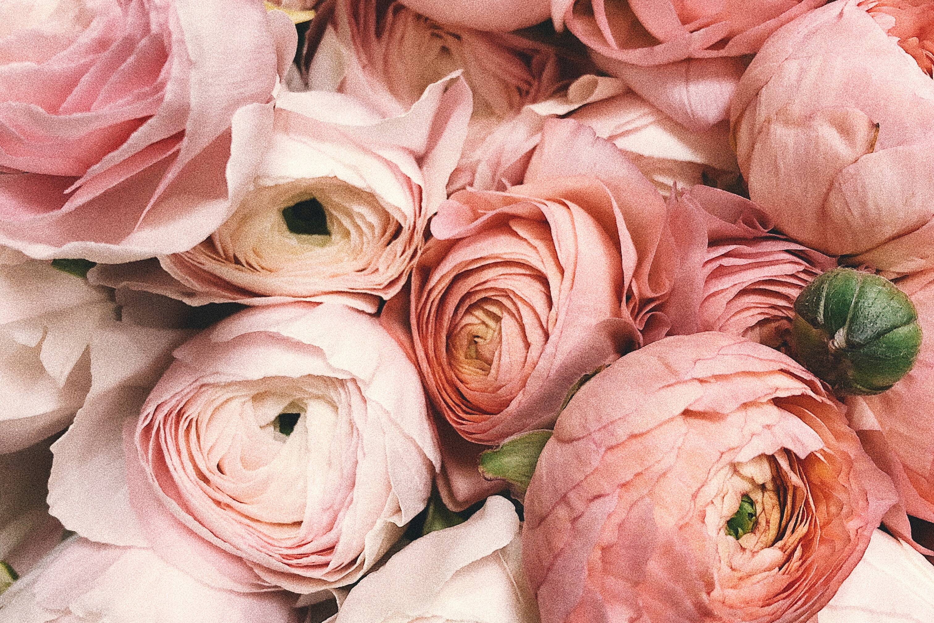 Pink Ranunculi