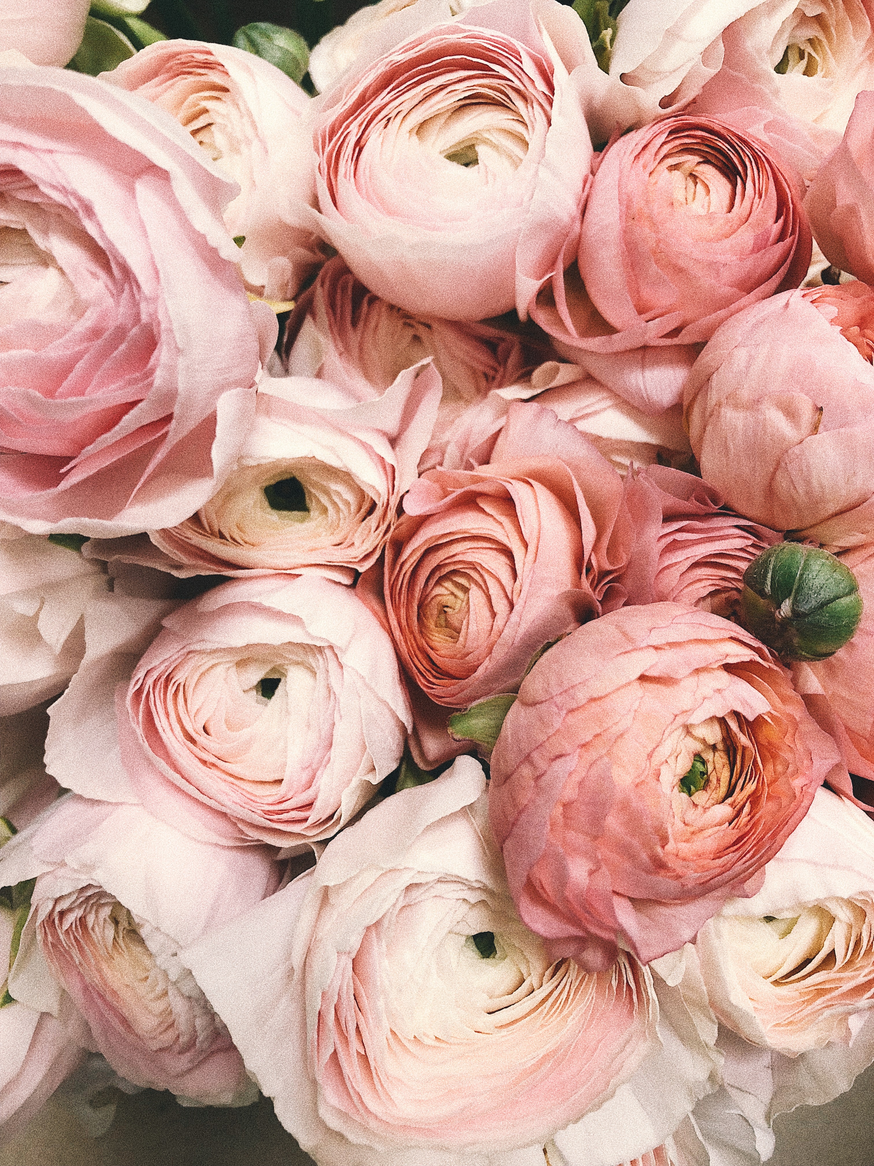 Pink Ranunculi