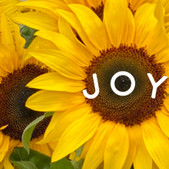 how to care for sunflowers