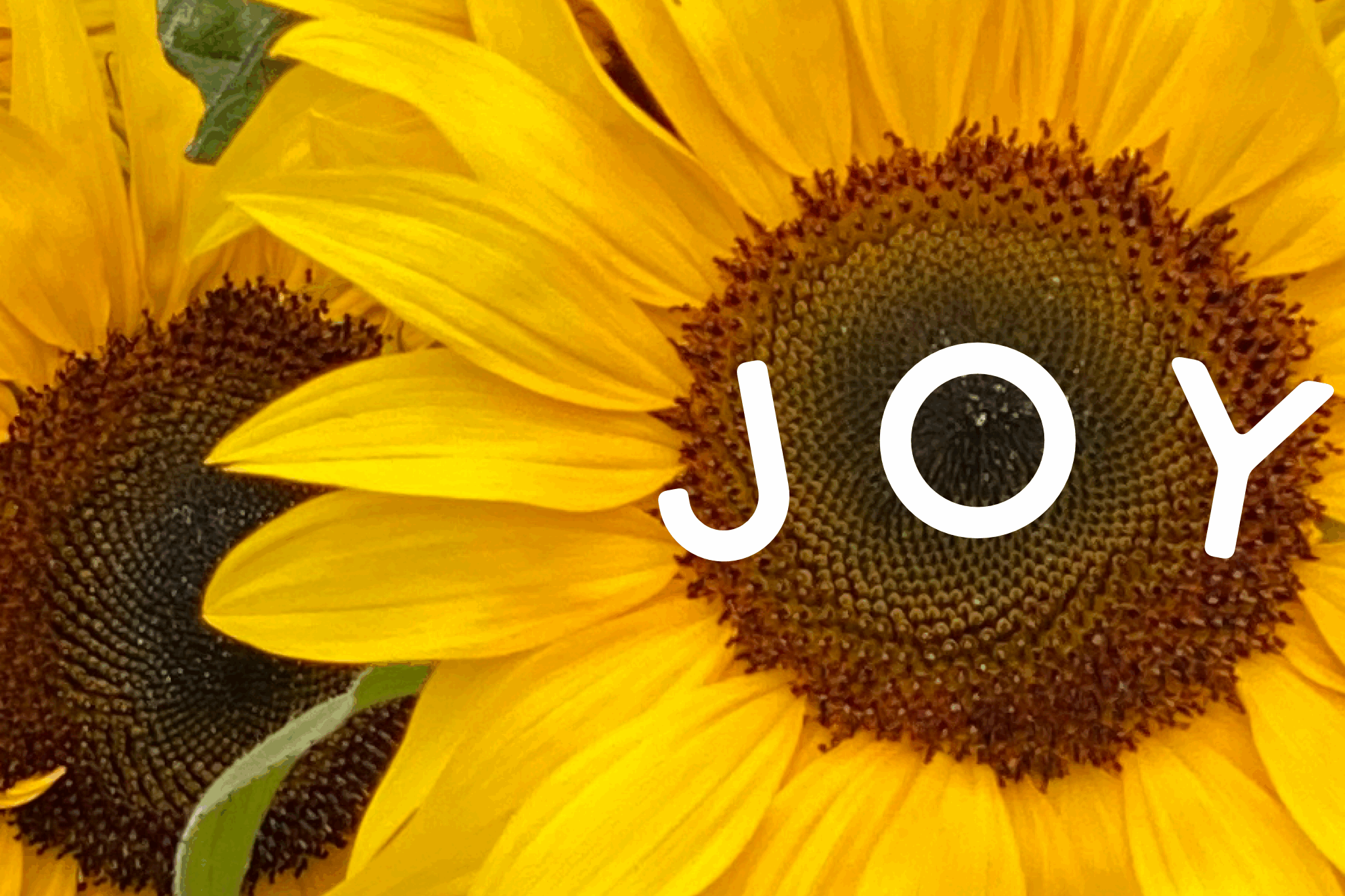 how to care for sunflowers