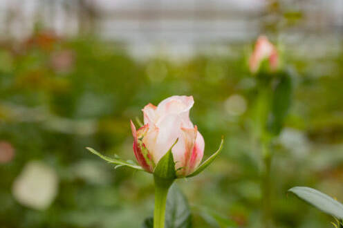 Australian grown flowers