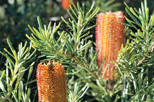 Banksia flowers