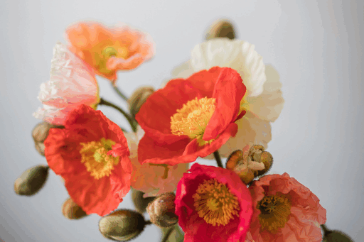 poppy flowers