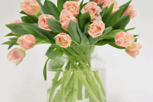 tulips in a vase