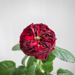 Red David Austin Rose