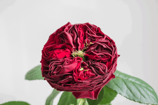Red David Austin Rose