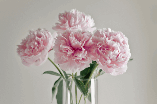 Pink Peonies