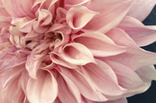 Pink Dahlia