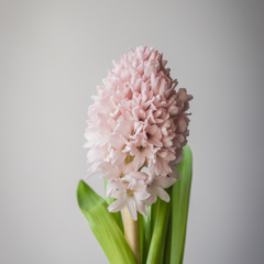 bloom college pink hyacinth