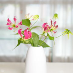 Gloriosa Lily