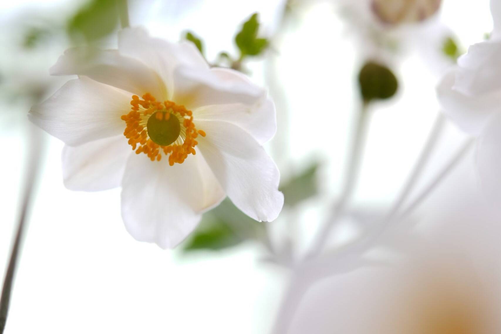 White Japanese Anemone