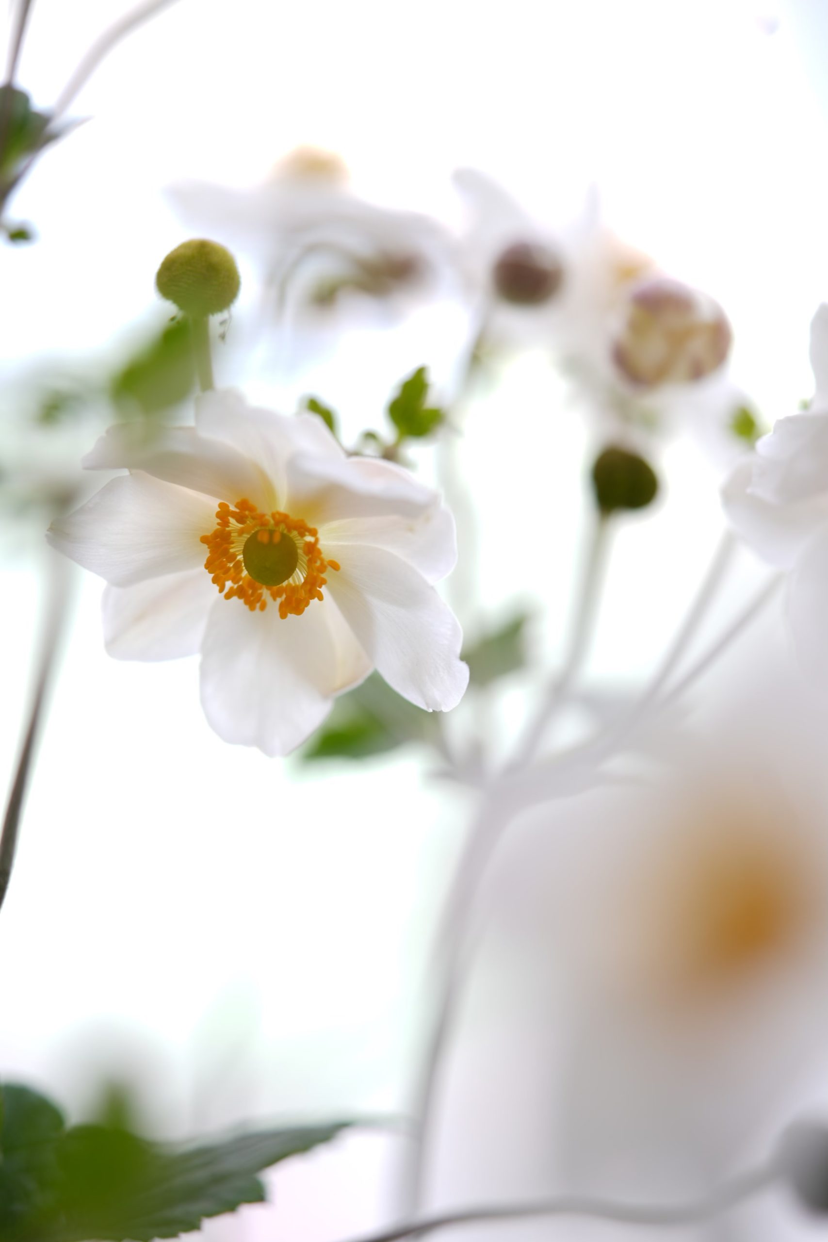 White Japanese Anemone
