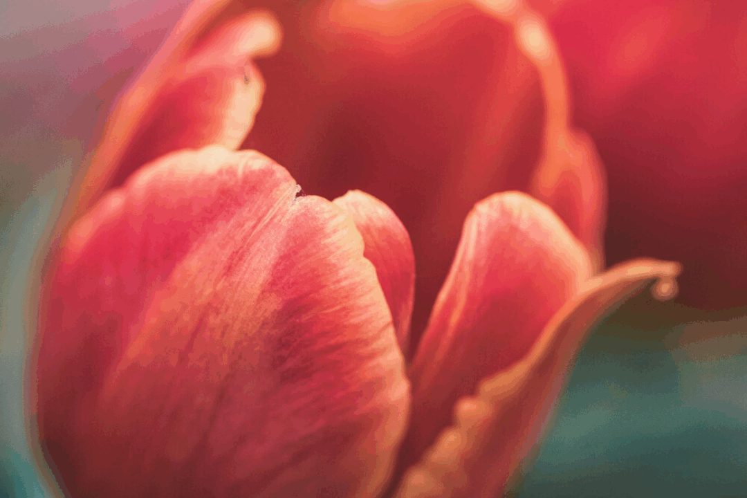 Tulip tales