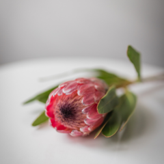 Pink Ice Protea