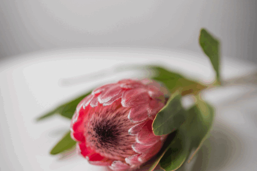 Pink Ice Protea